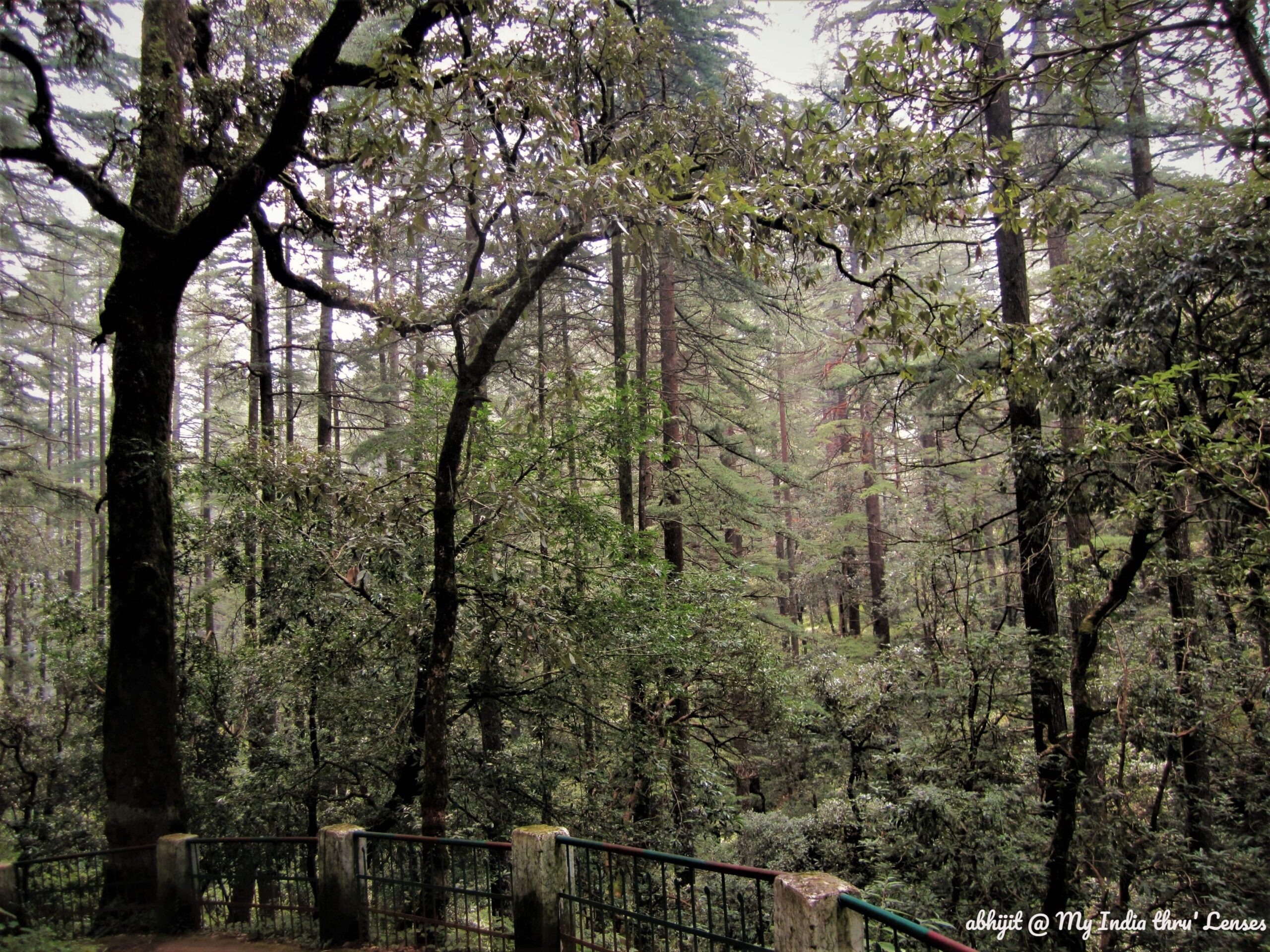 The way towards the Temple through deodar & pine forest