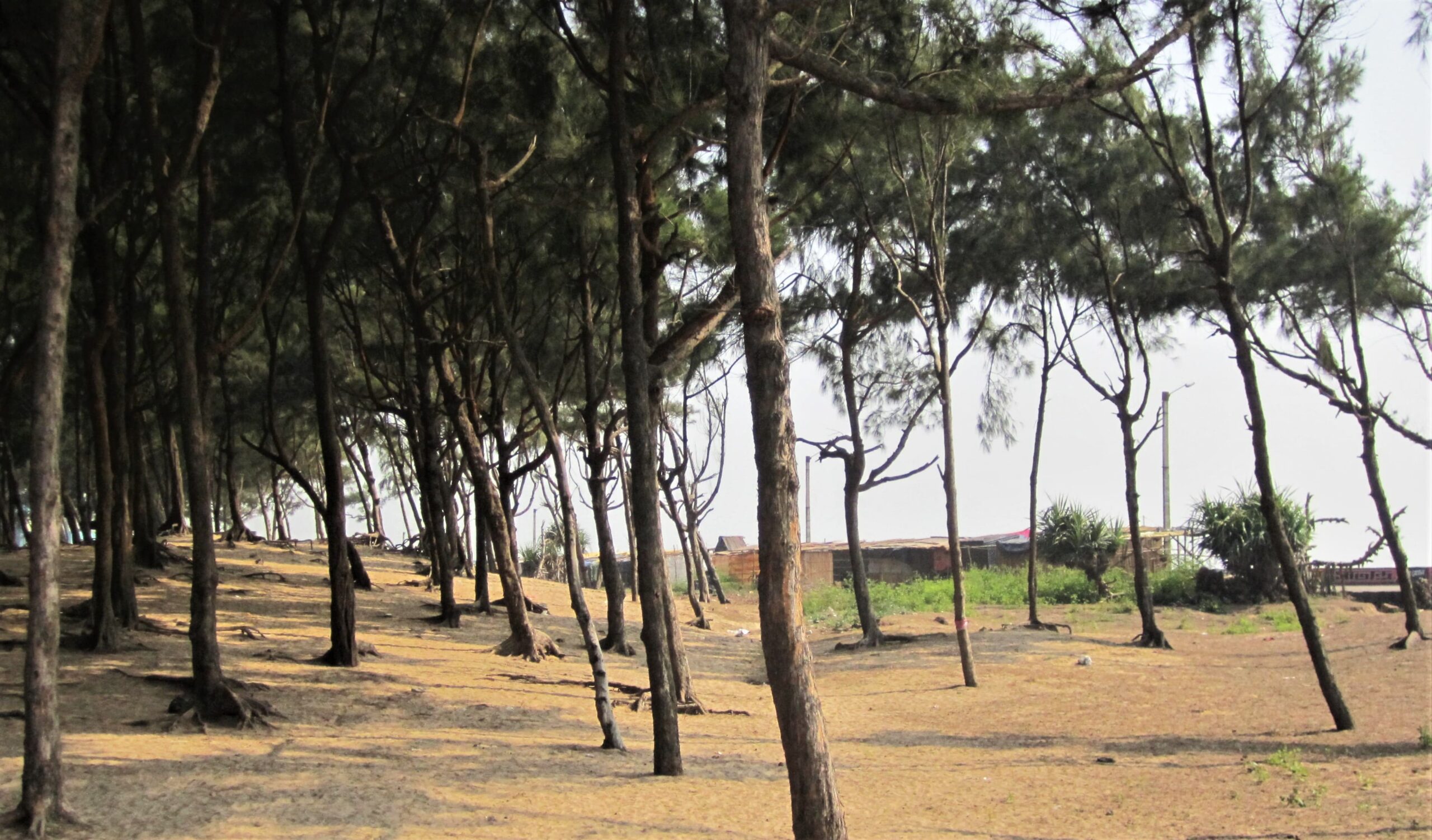 Casuarina tree plantation at Old Digha Beach