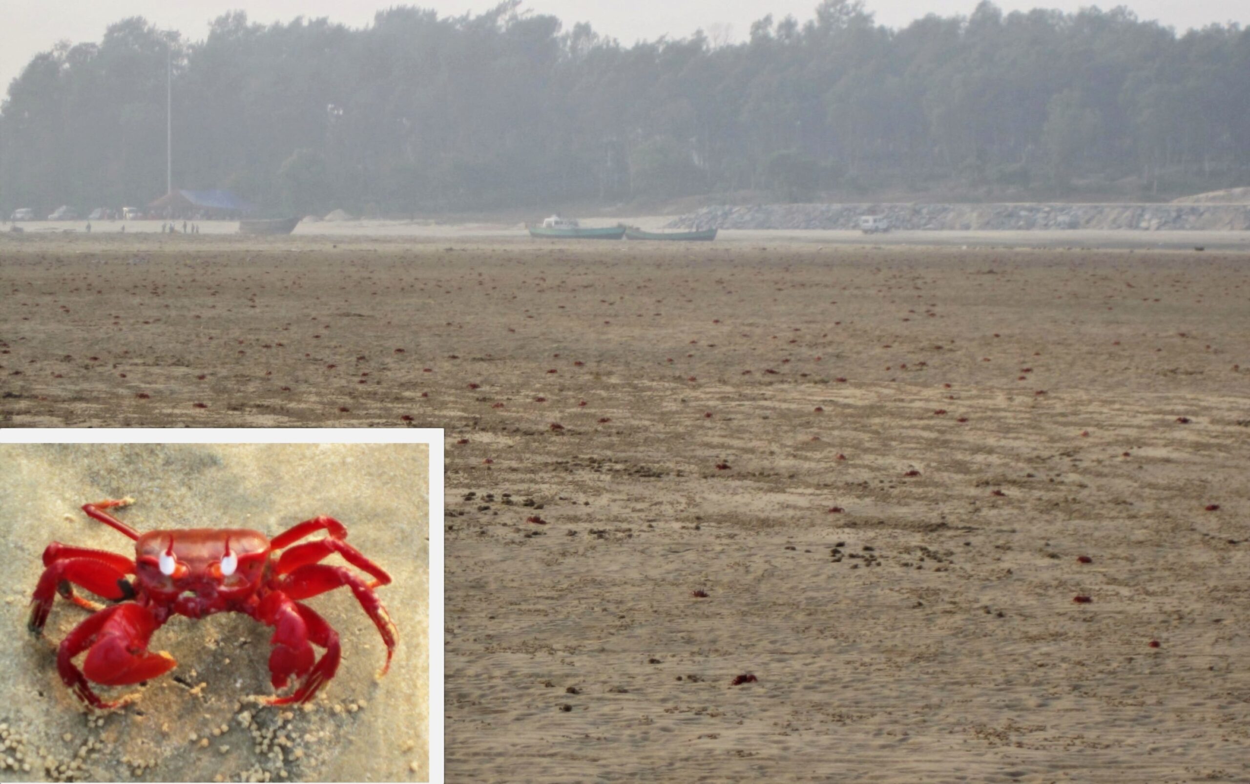 Red Crabs at Talsari Beach