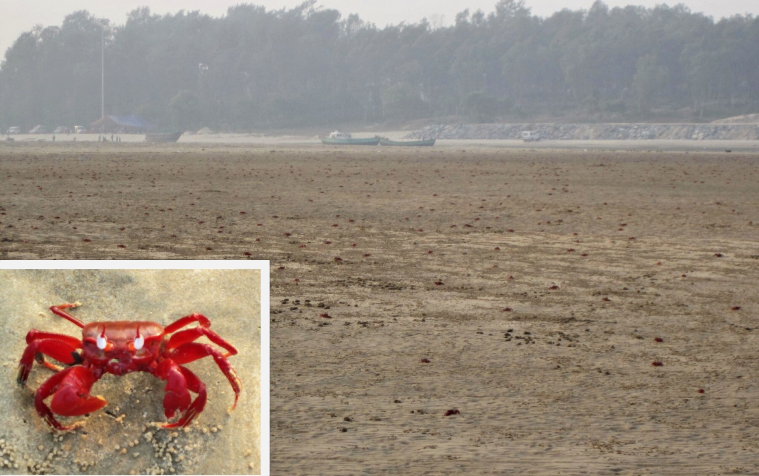 Red Crabs at Talsari Beach Red Crabs at Talsari Beach