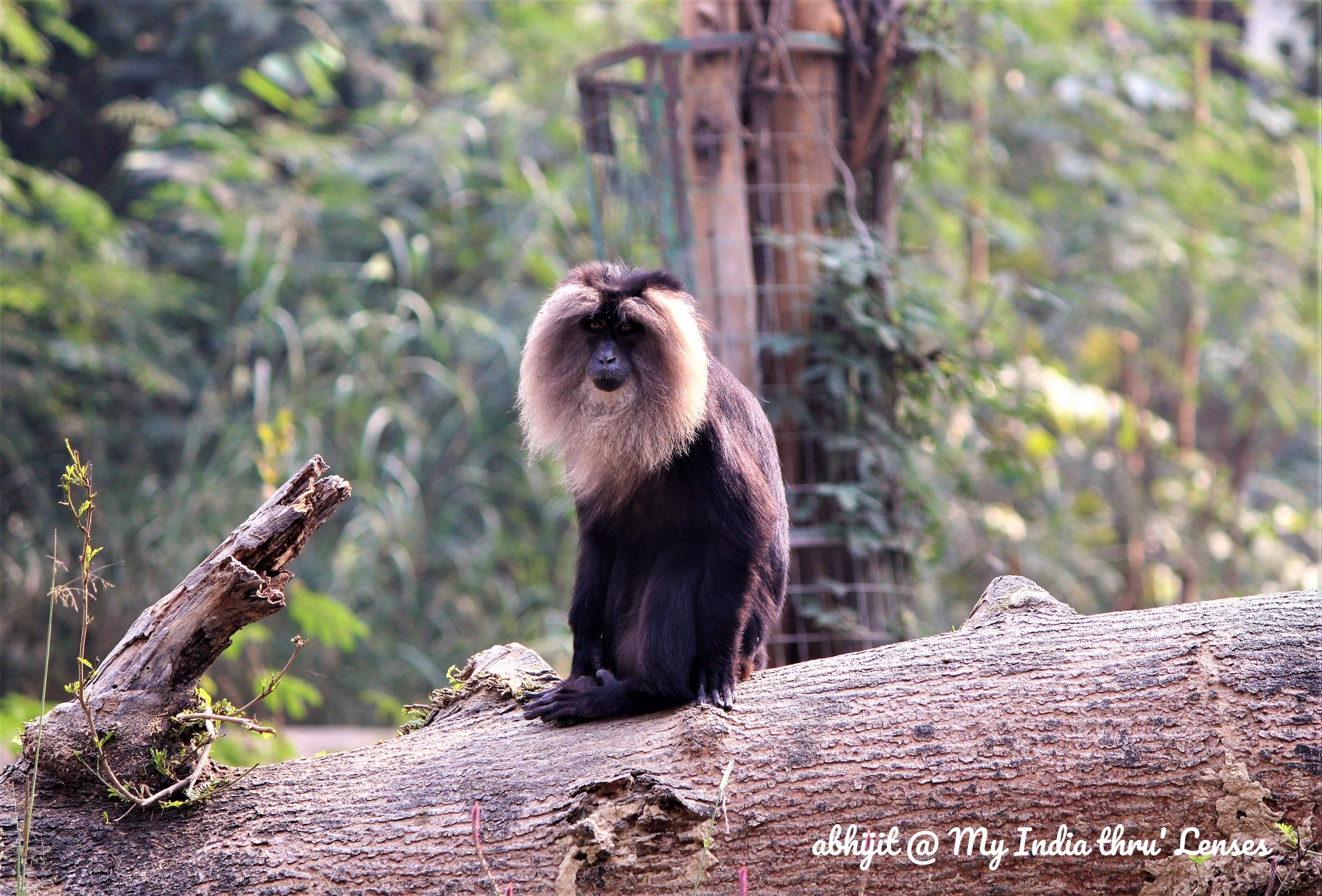 Lucknow Zoo