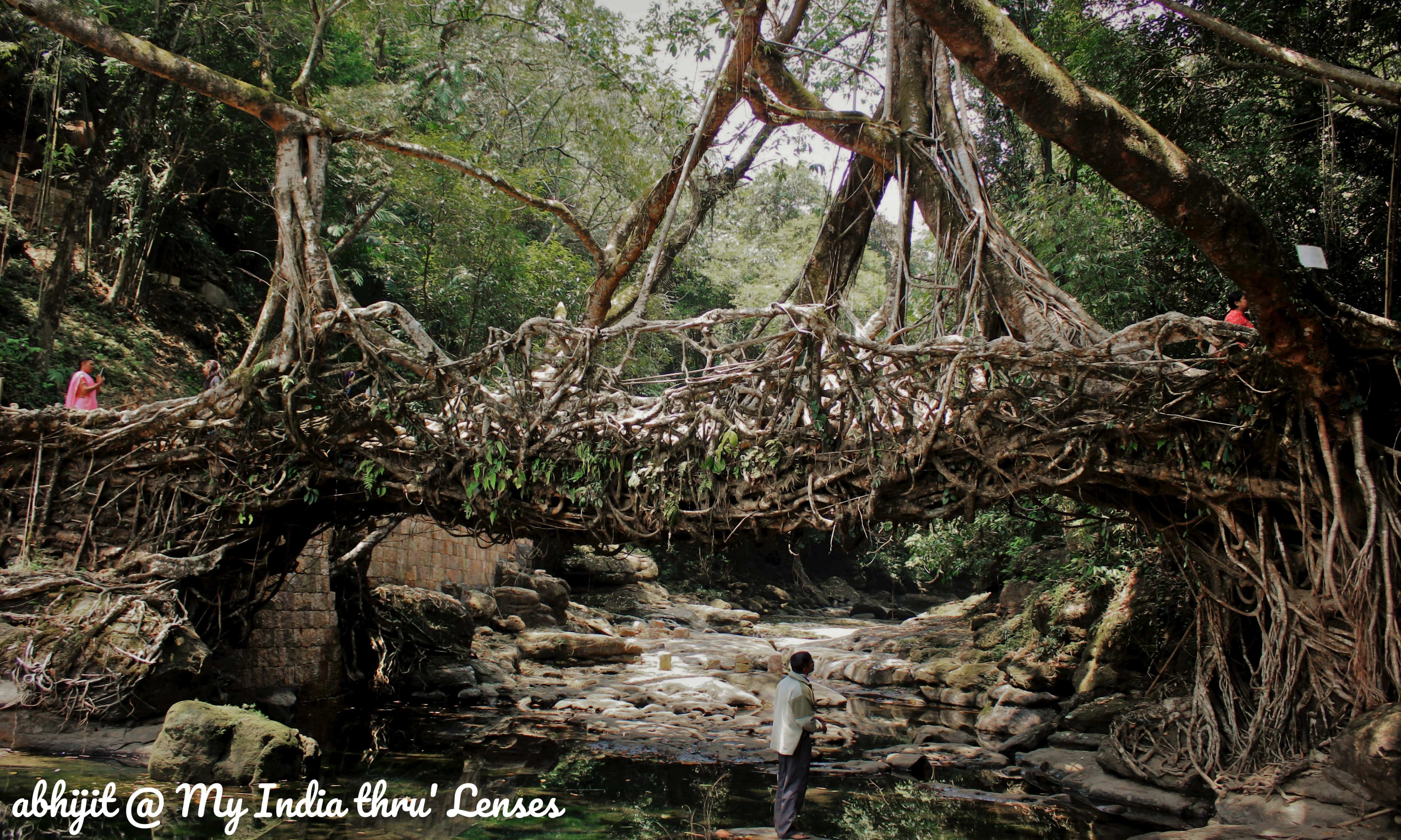 Living Root Bridge Living Root Bridge