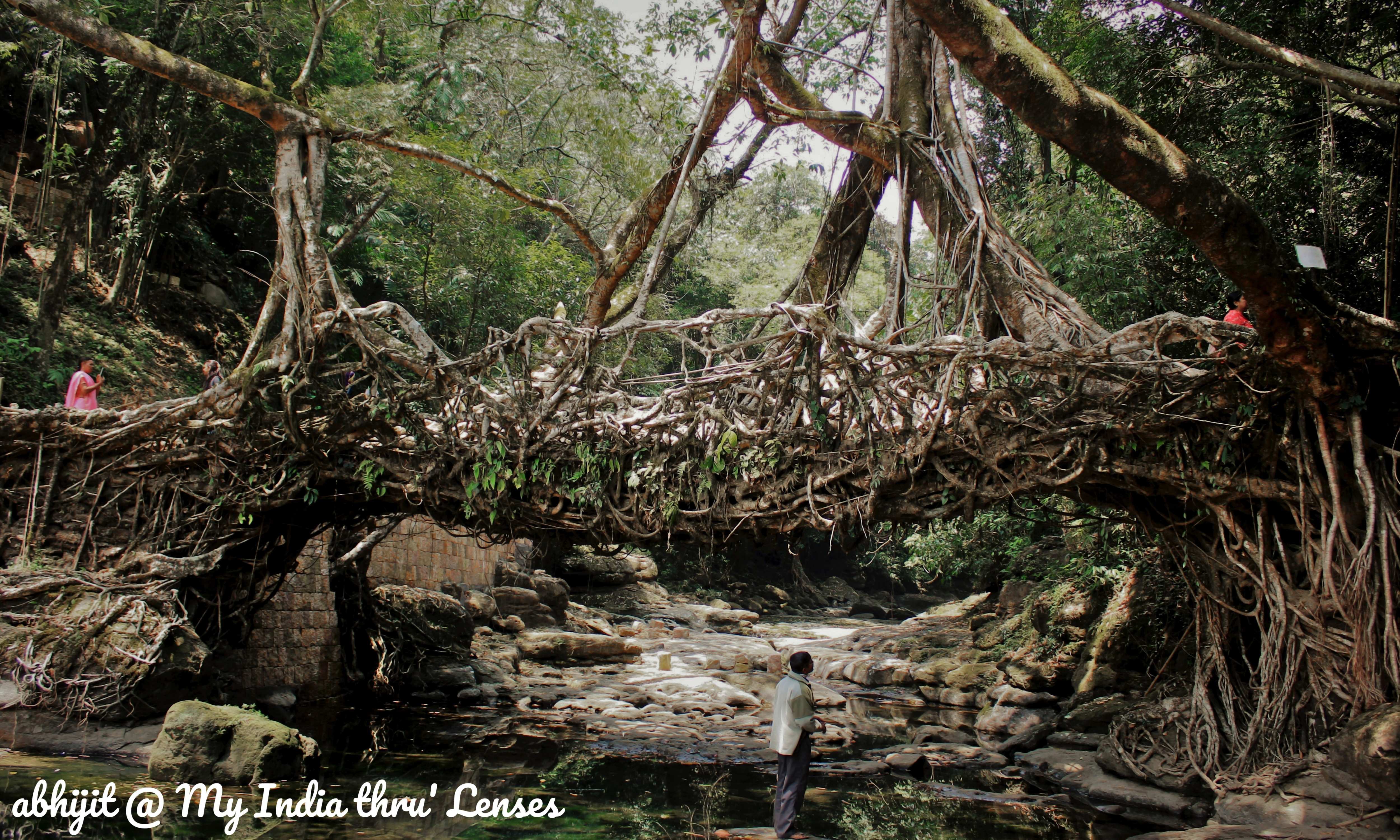 Living Root Bridge