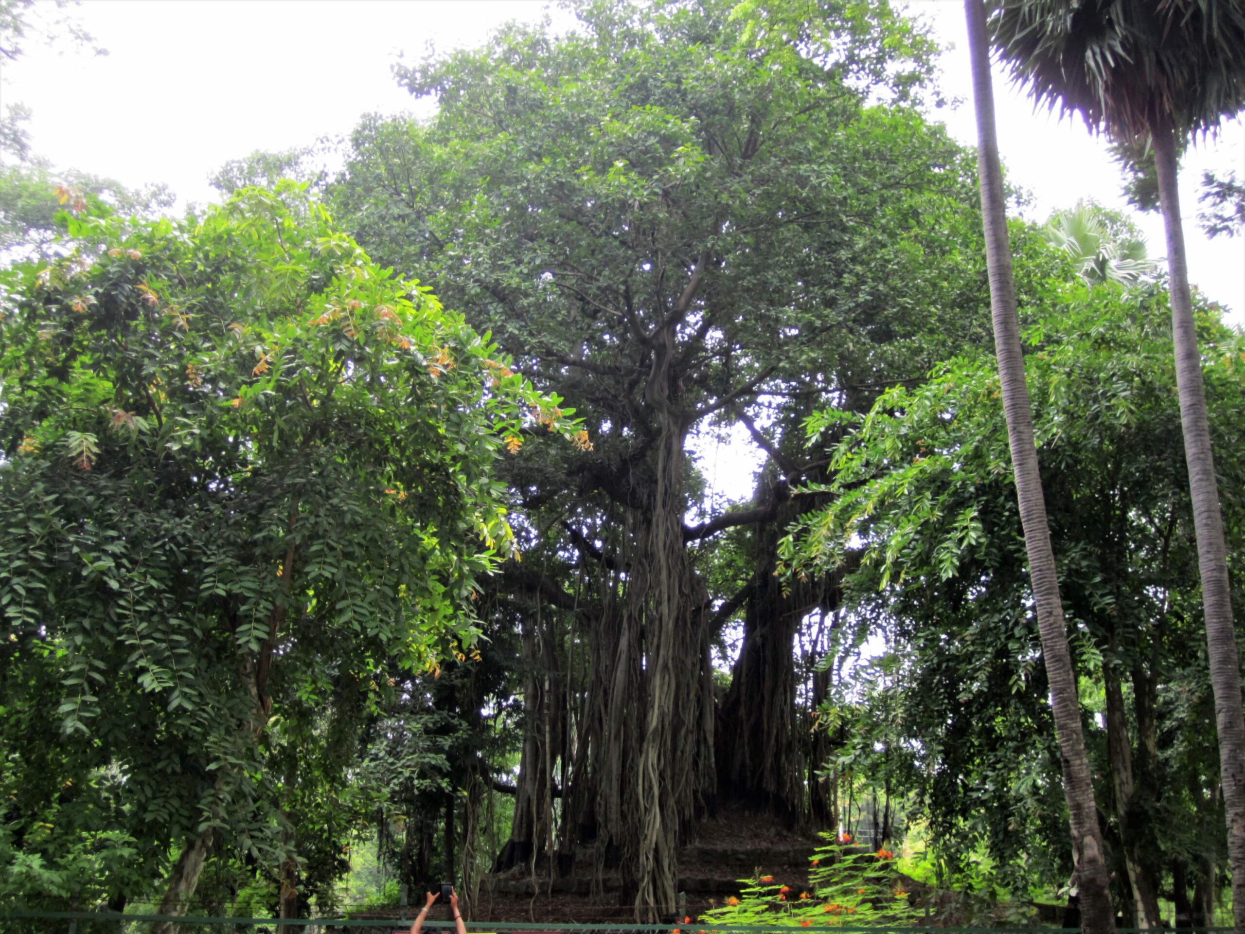 Teenpahar - The Banyan Tree within Vishva Bharati University Complex