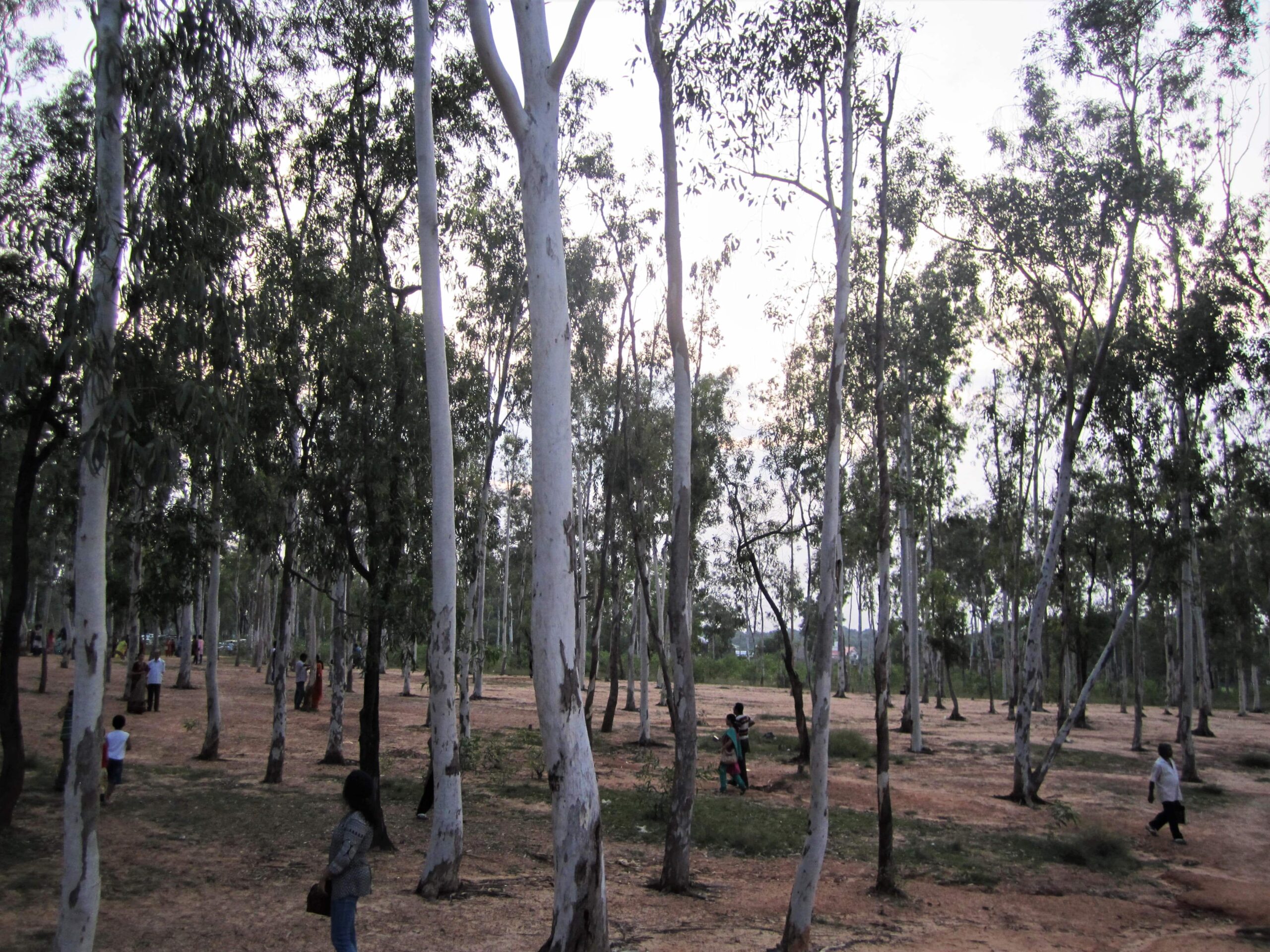 Sonajhuri Forest